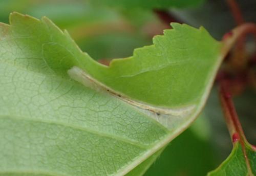 Réf. 276 107 : Phyllonorycter sp.